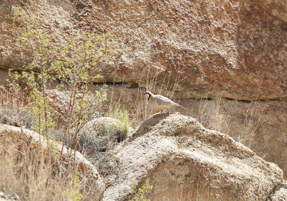 Chukar - ML620132269