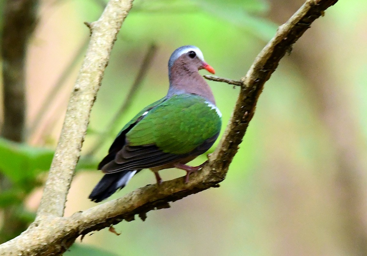 Asian Emerald Dove - ML620132272