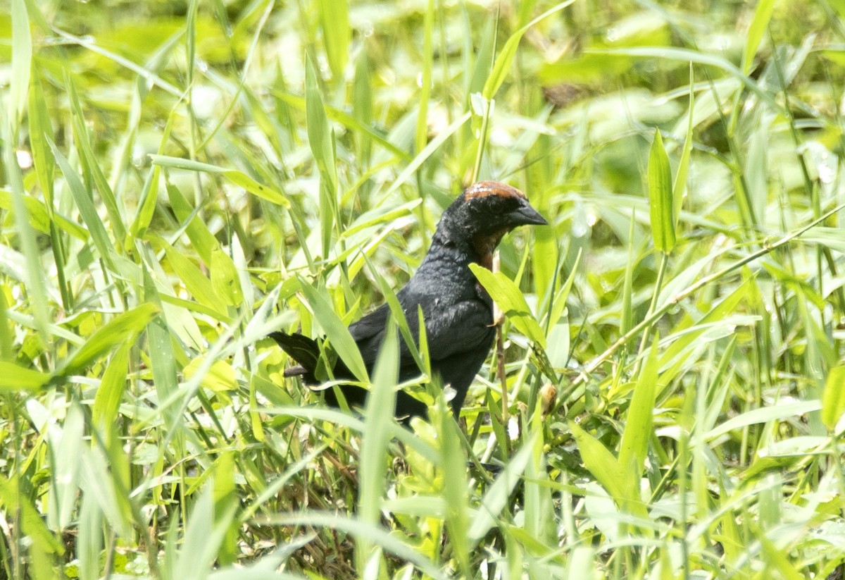 Chestnut-capped Blackbird - ML620132281