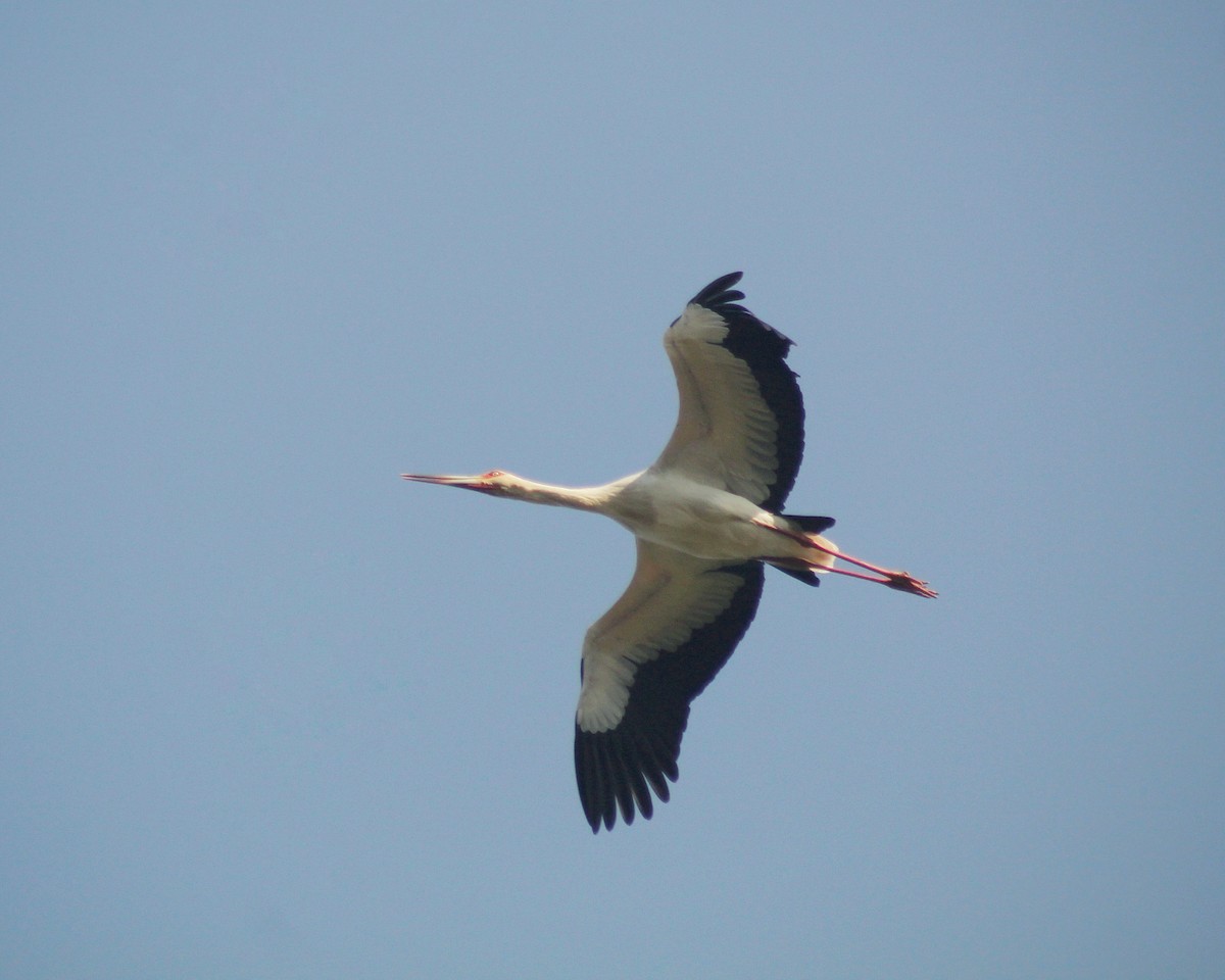 Maguari Stork - ML620132284