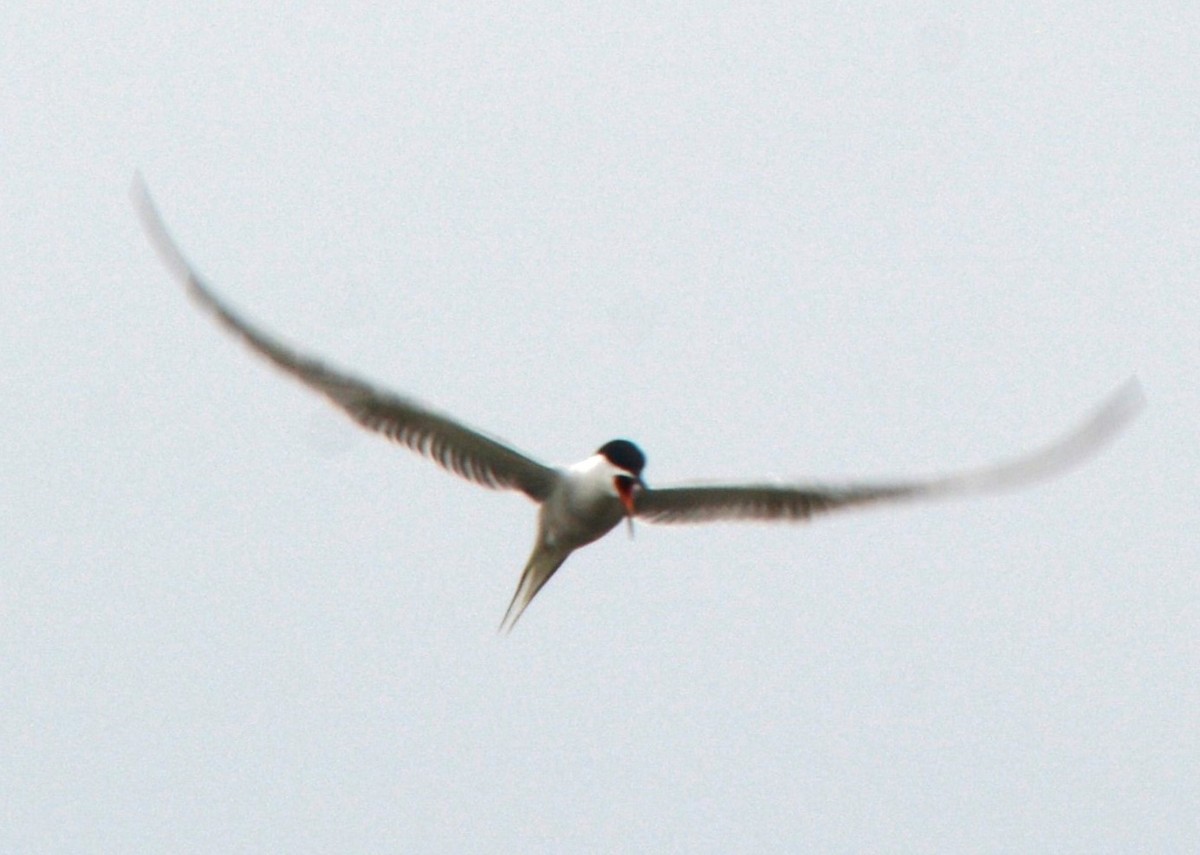 Common Tern - ML620132287