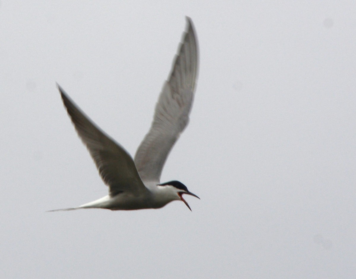 Common Tern - ML620132288
