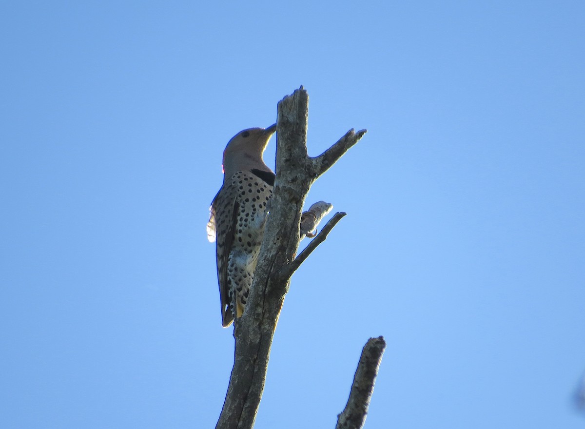 Northern Flicker (Yellow-shafted) - ML620132294