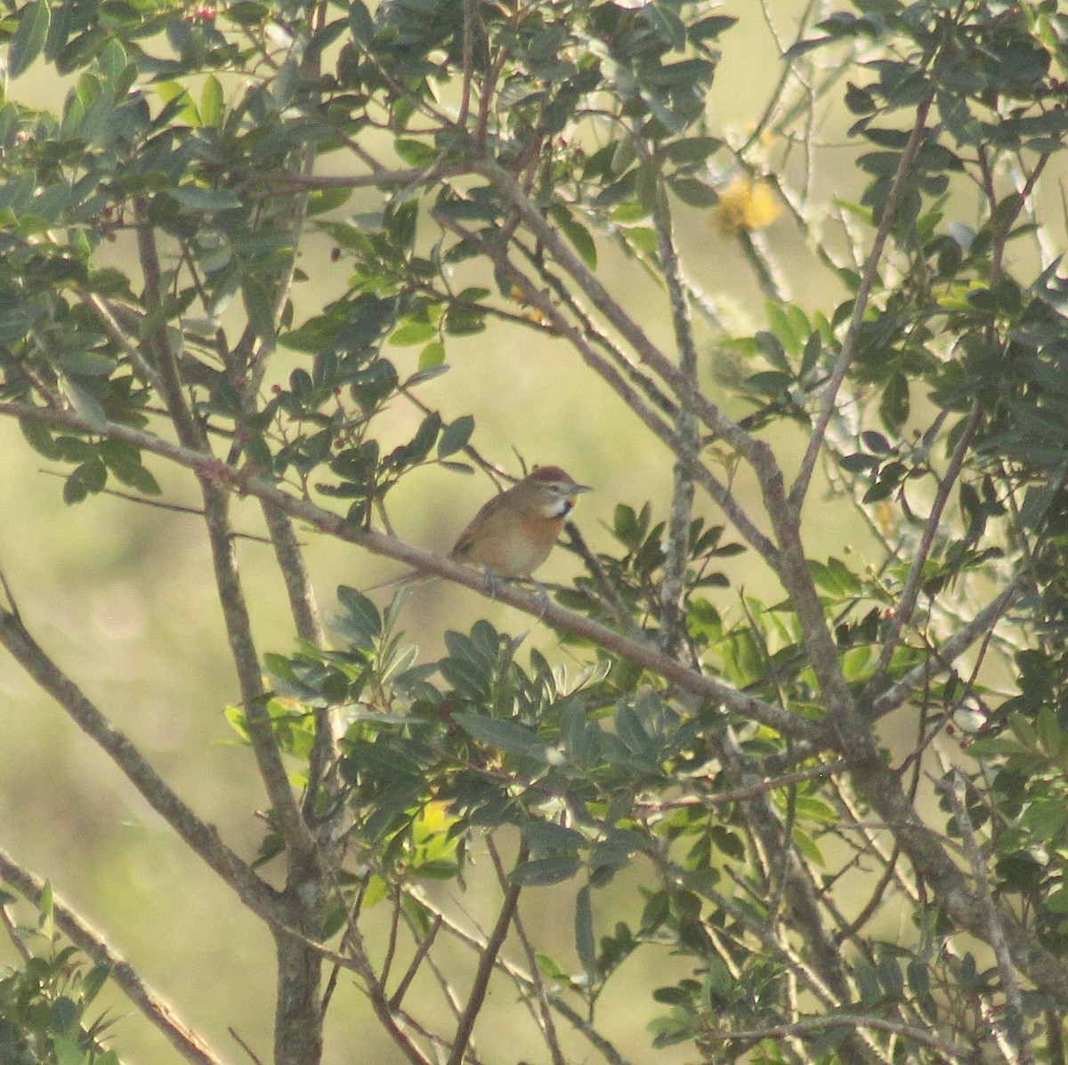 Chotoy Spinetail - ML620132300