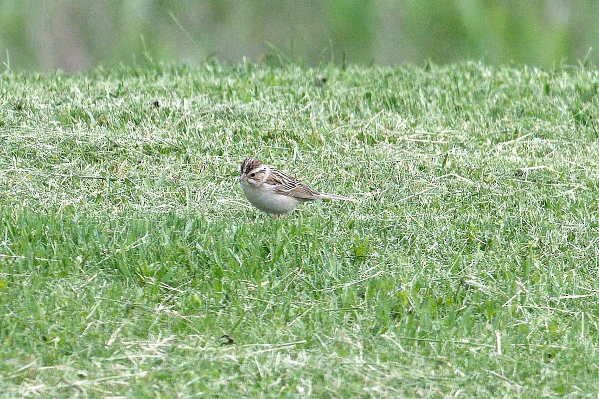 Clay-colored Sparrow - ML620132303