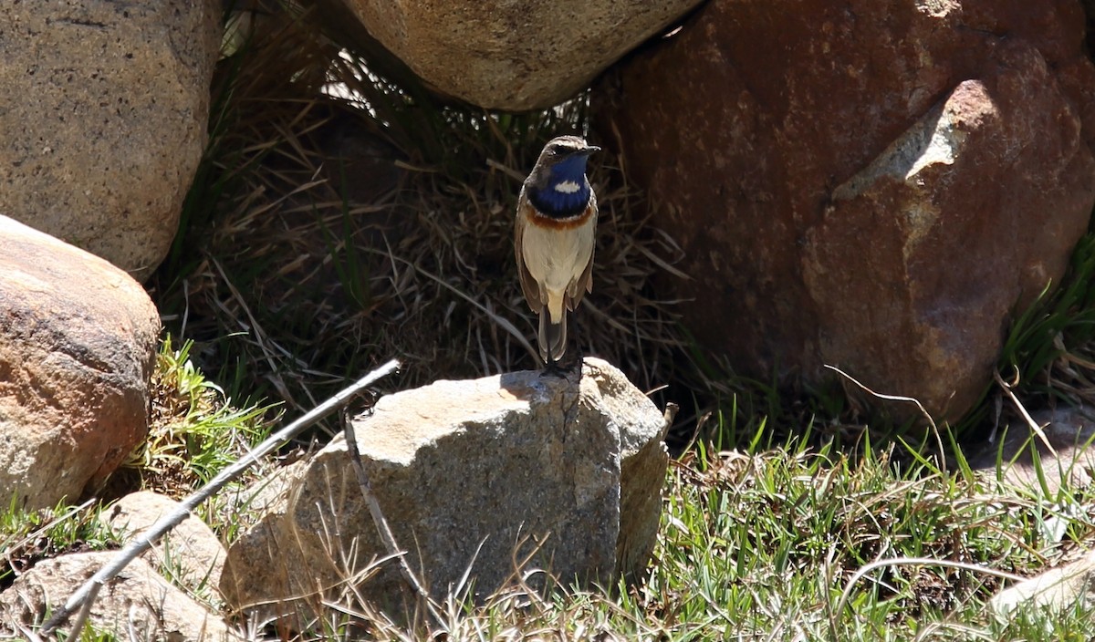 Bluethroat (White-spotted) - Surendhar Boobalan