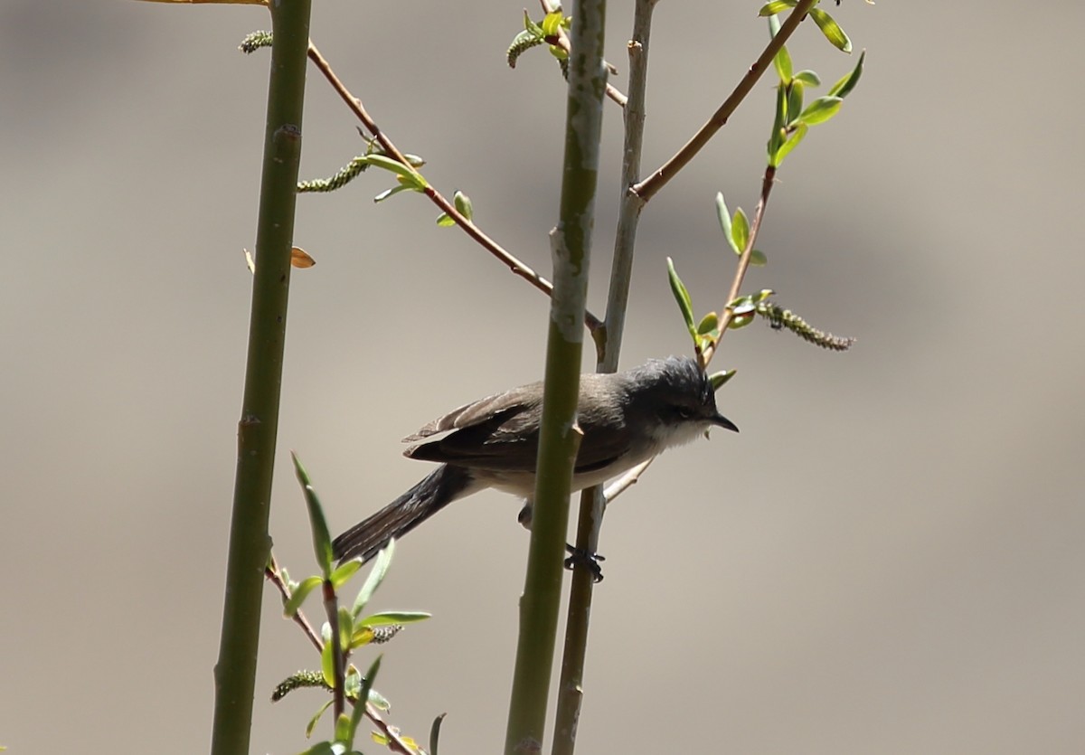 Curruca Zarcerilla - ML620132329