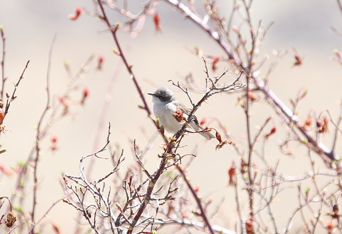 Lesser Whitethroat - ML620132331