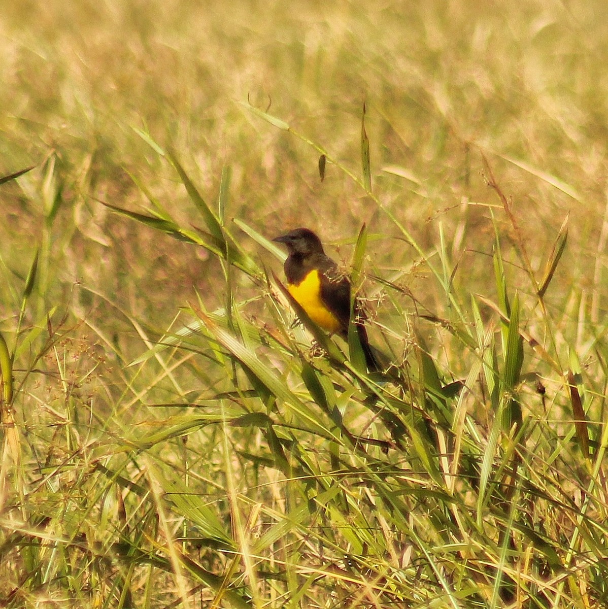 Yellow-rumped Marshbird - ML620132335