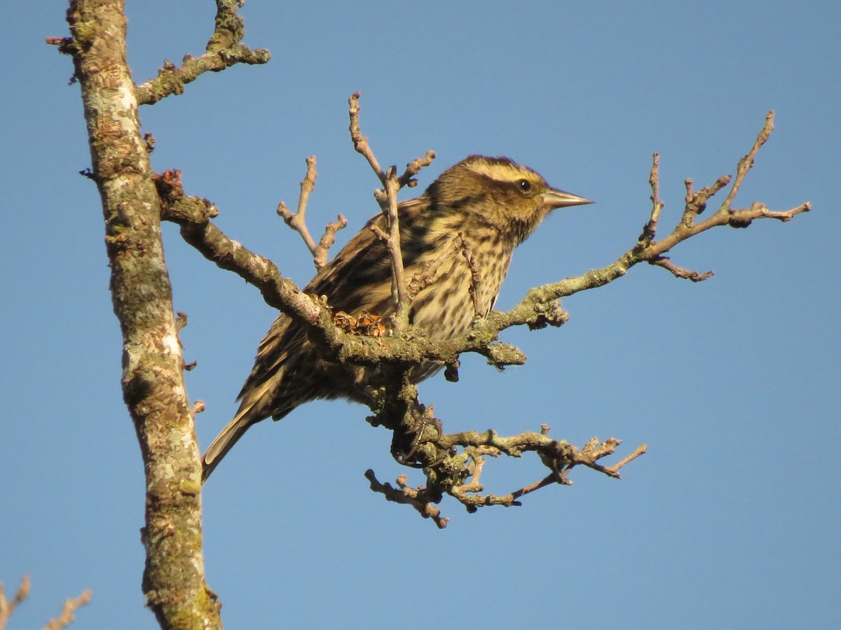 Yellow-winged Blackbird - ML620132338