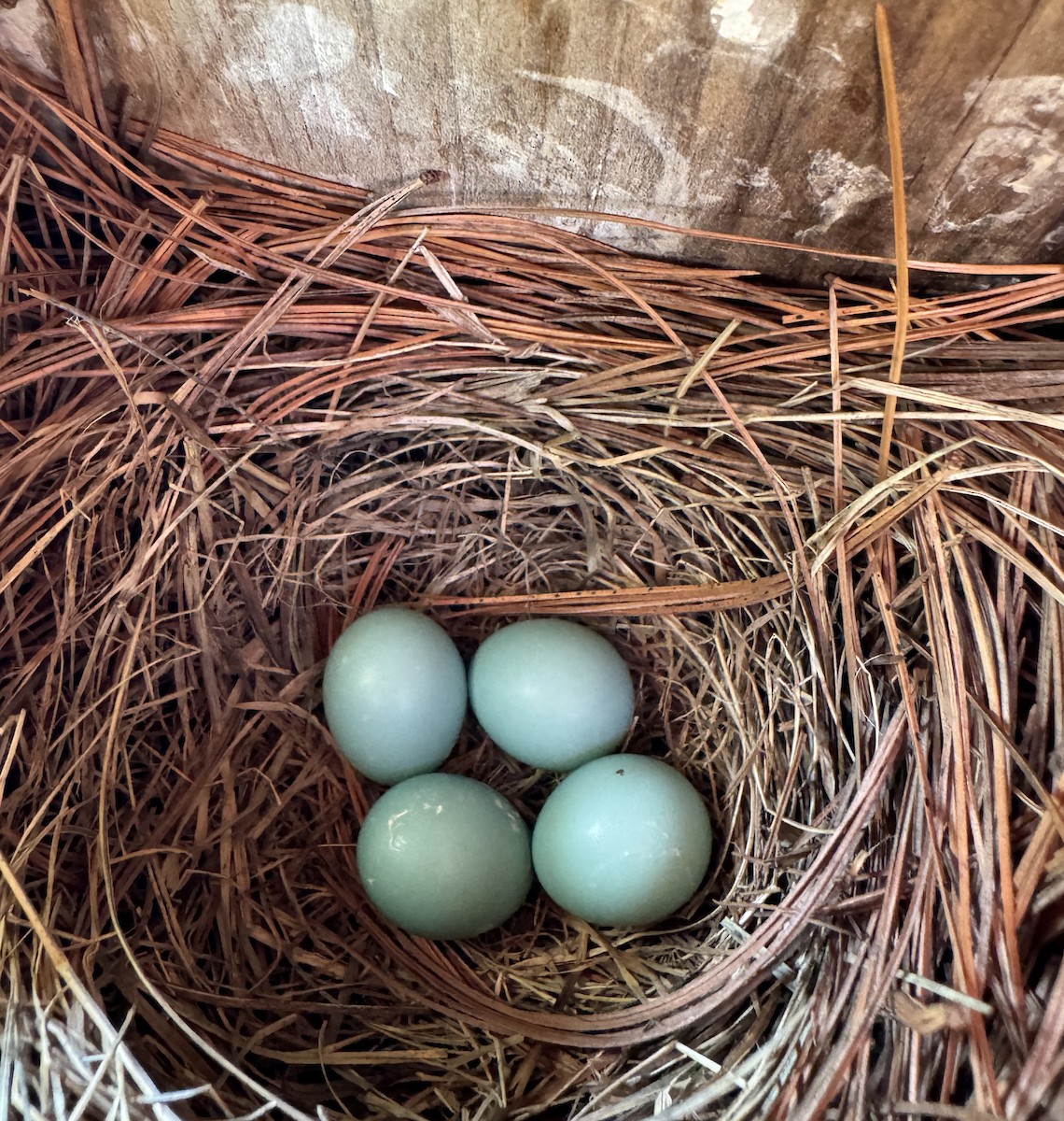 Eastern Bluebird - ML620132347