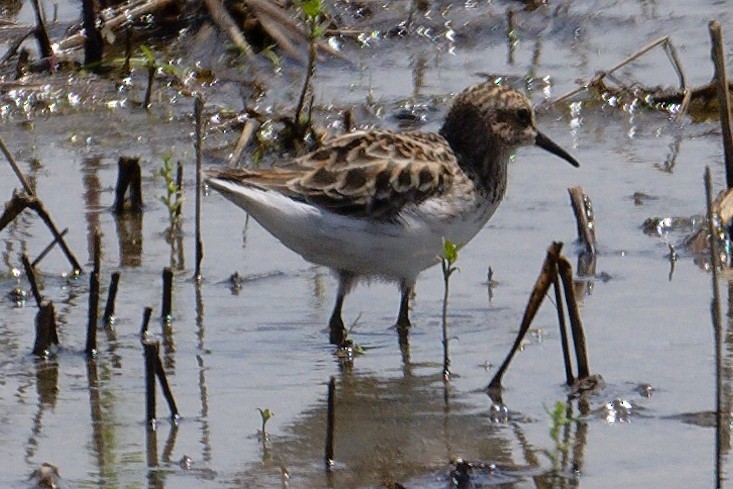 Least Sandpiper - ML620132353