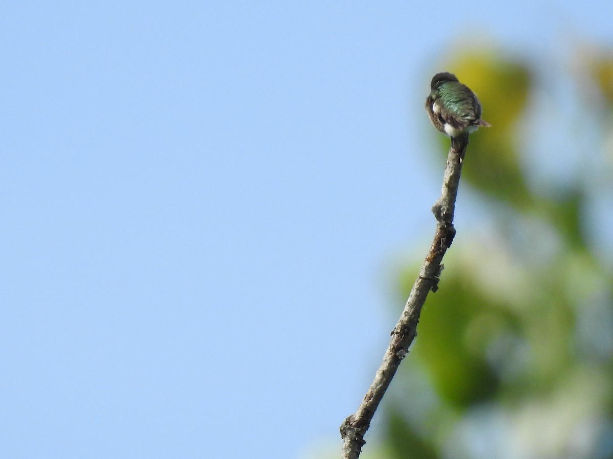 Ruby-throated Hummingbird - ML620132370