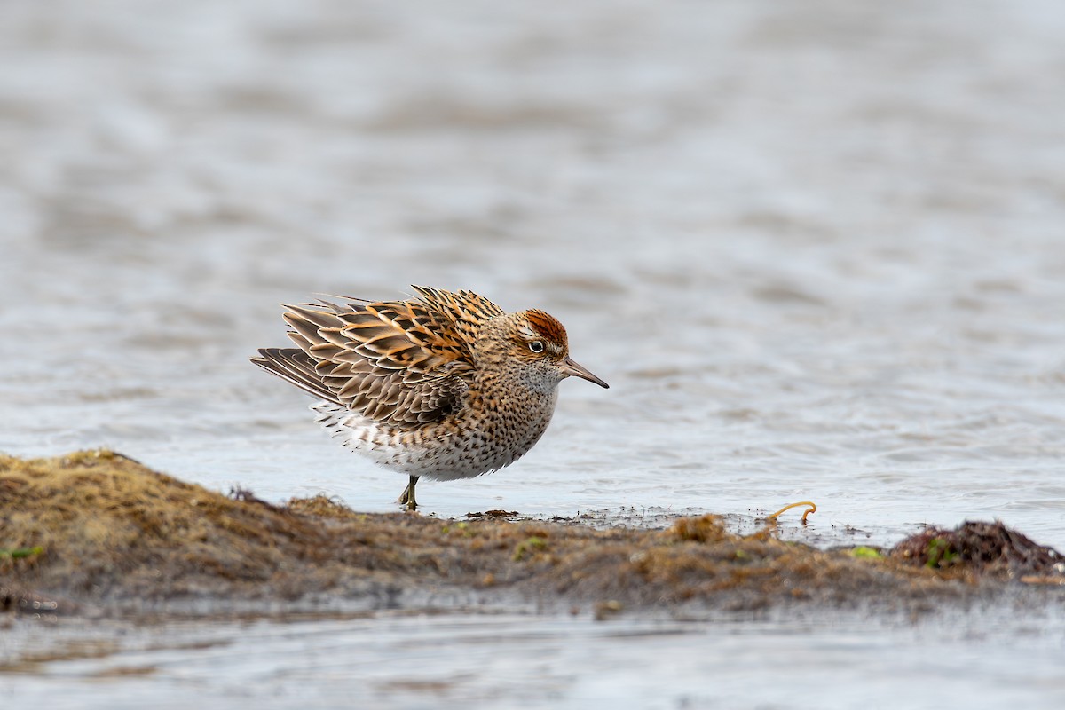 Sharp-tailed Sandpiper - Сергей Кукуев