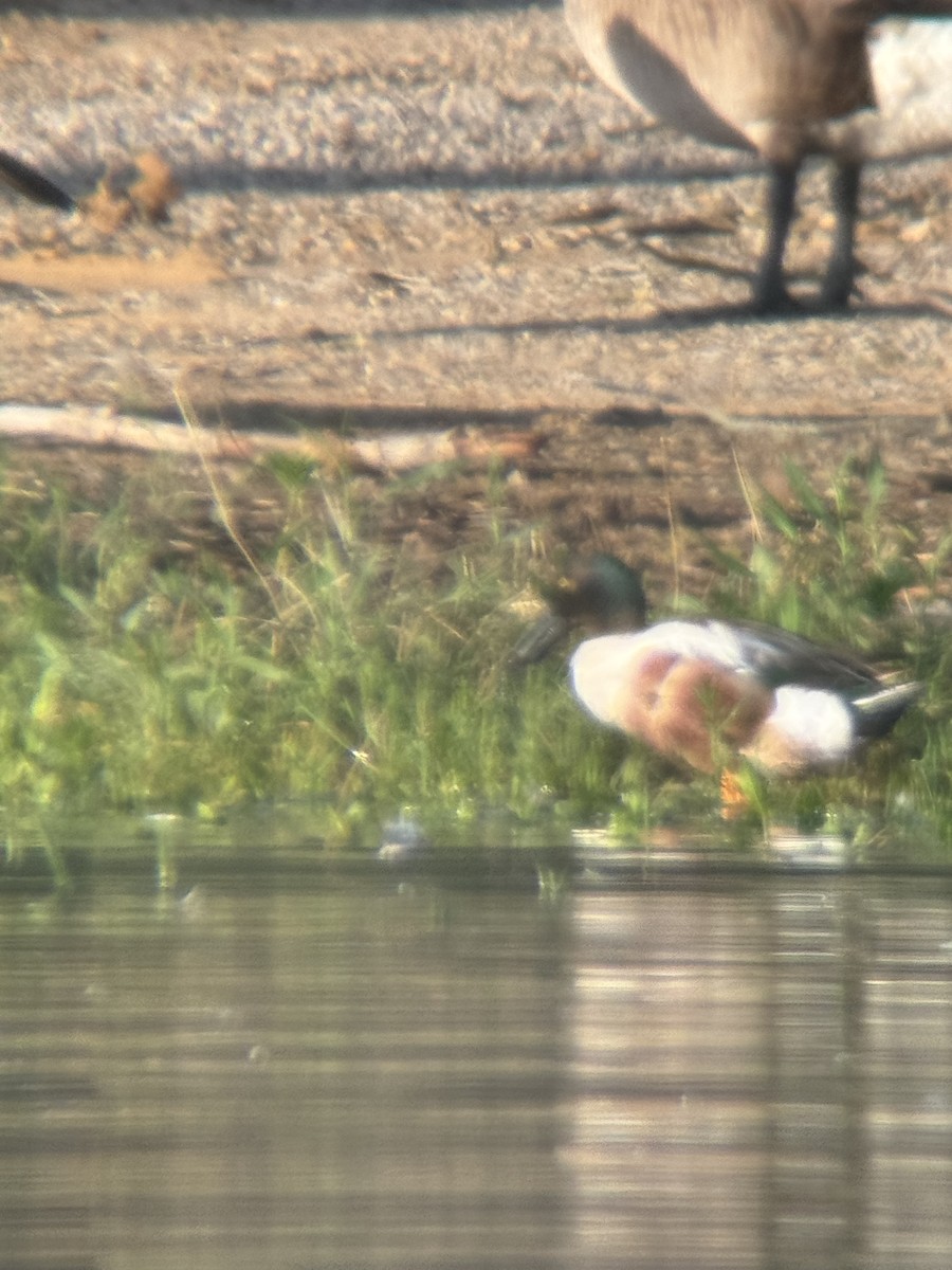 Northern Shoveler - ML620132385