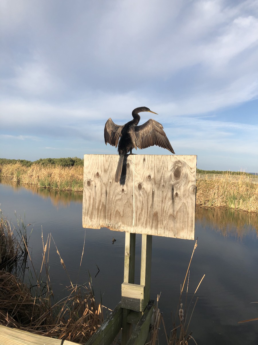 anhinga americká - ML620132387