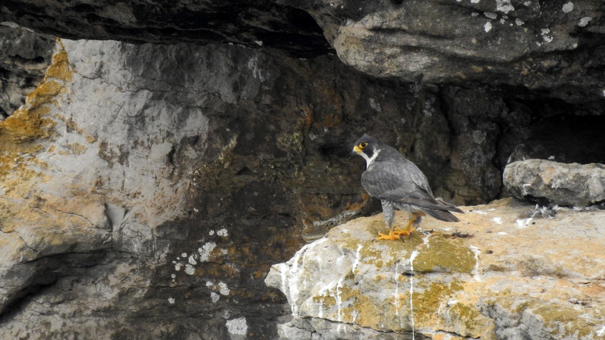 Peregrine Falcon - ML620132391