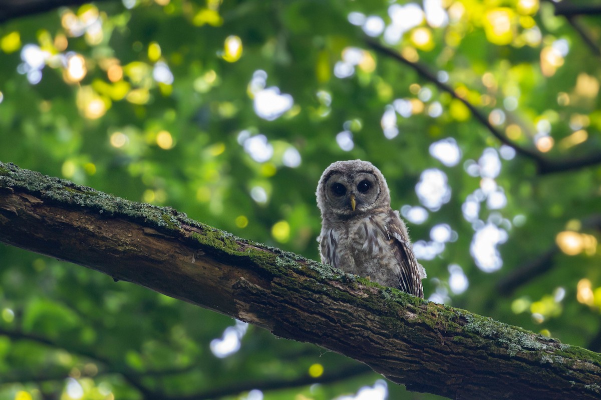 Barred Owl - ML620132401