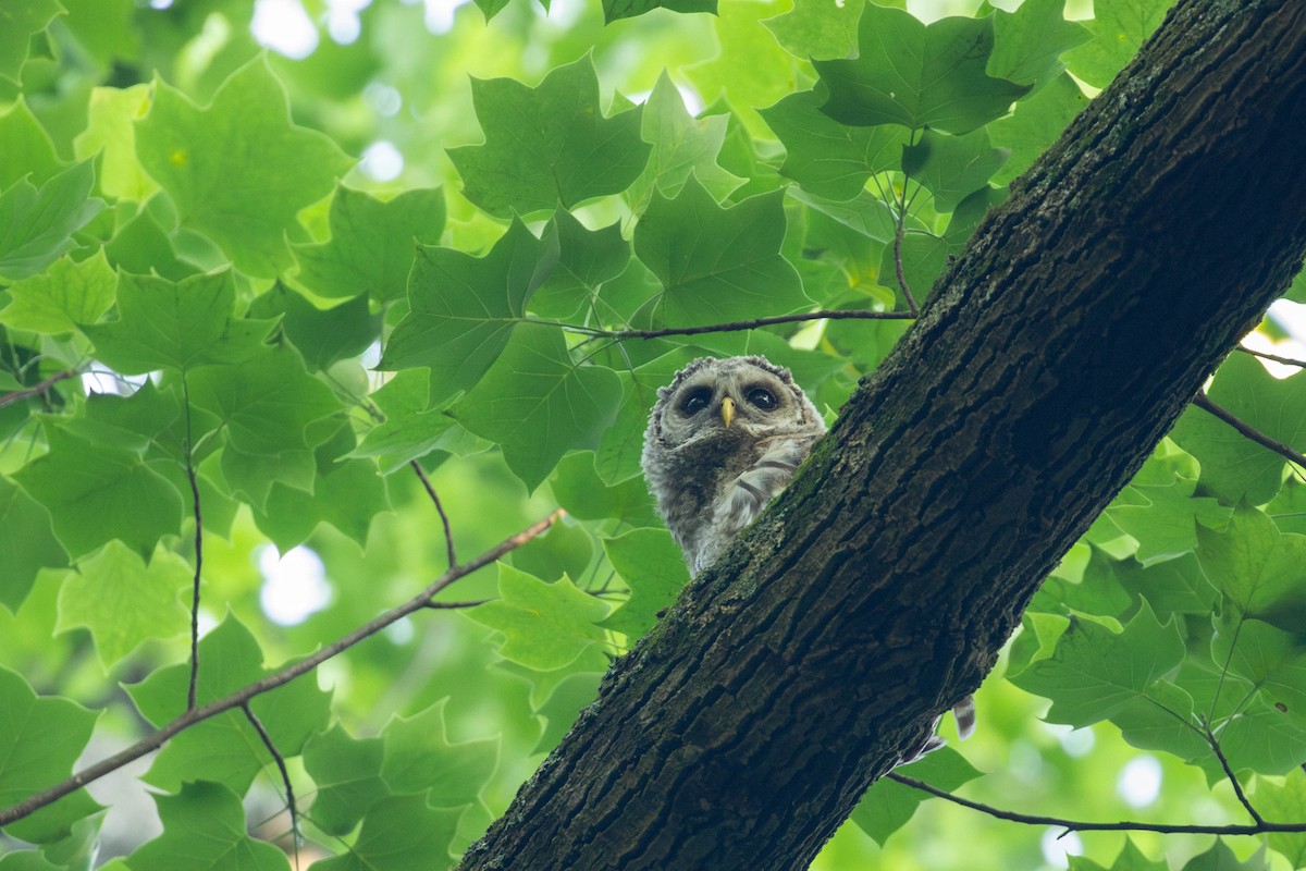 Barred Owl - ML620132402