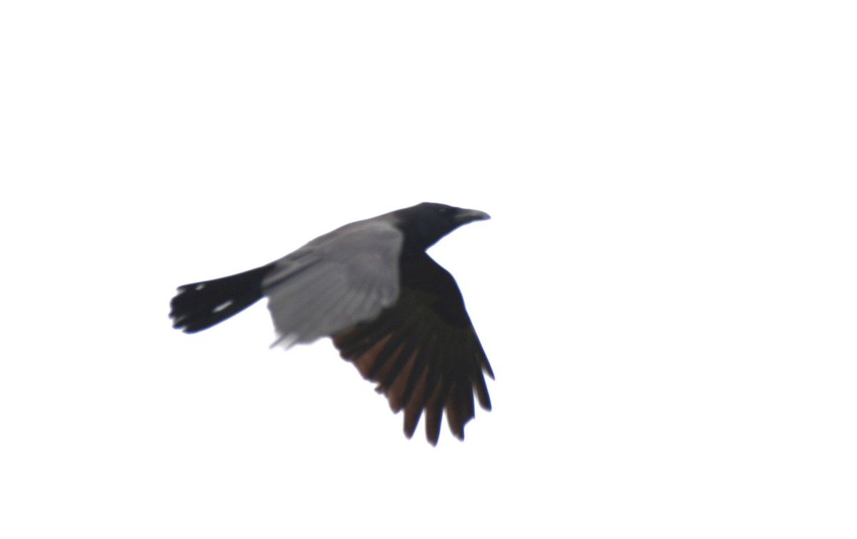 Carrion Crow - ML620132410