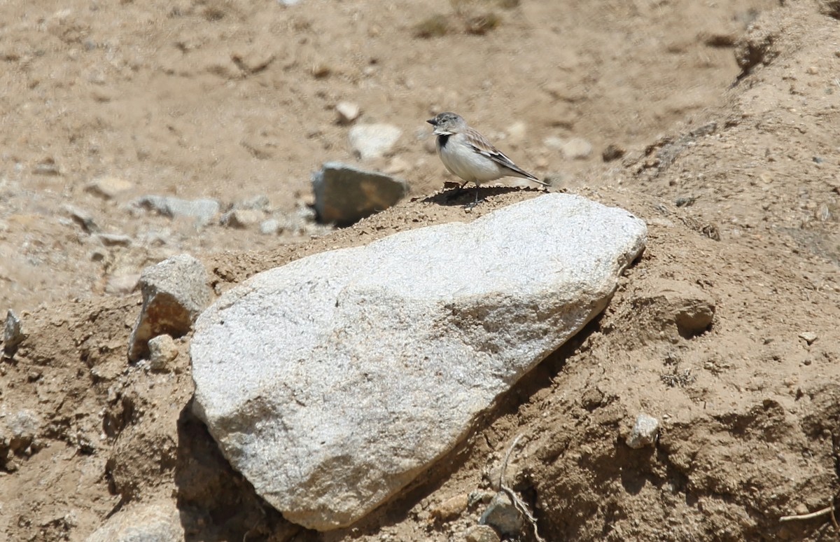 Black-winged Snowfinch - ML620132423