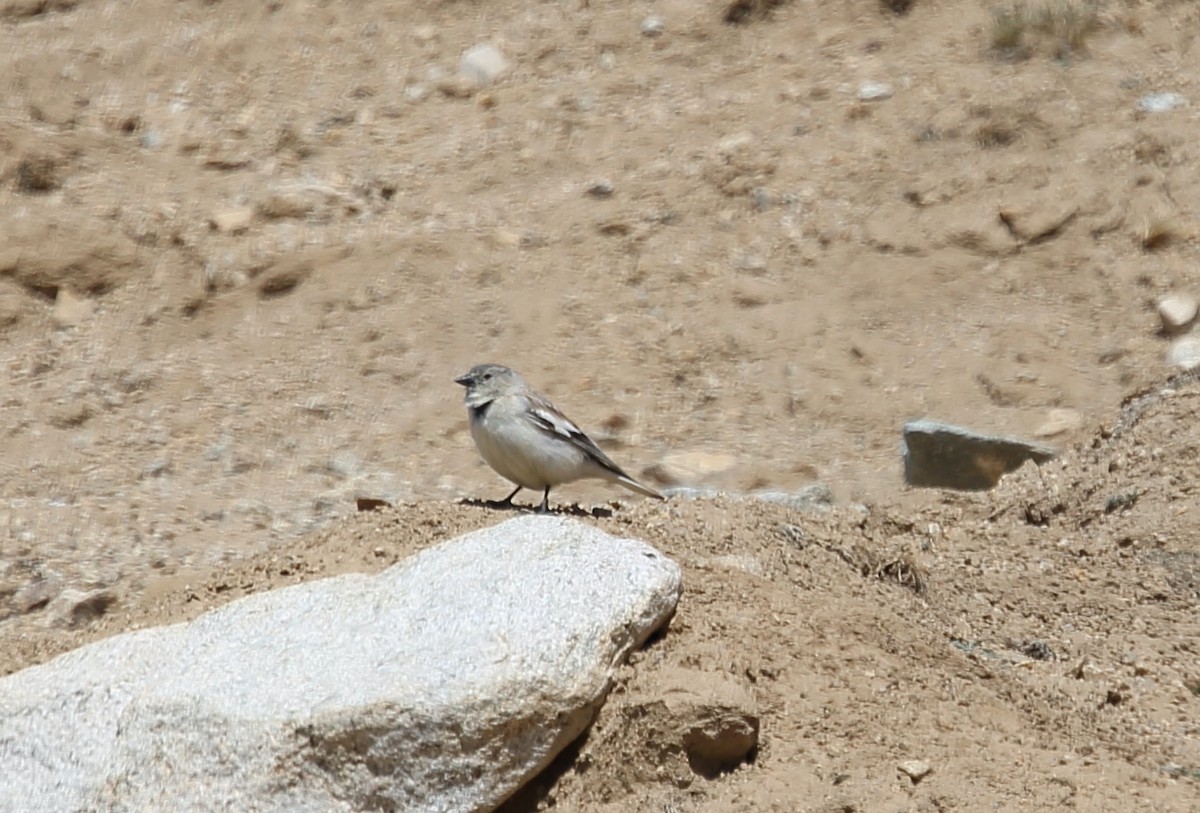 Black-winged Snowfinch - ML620132424