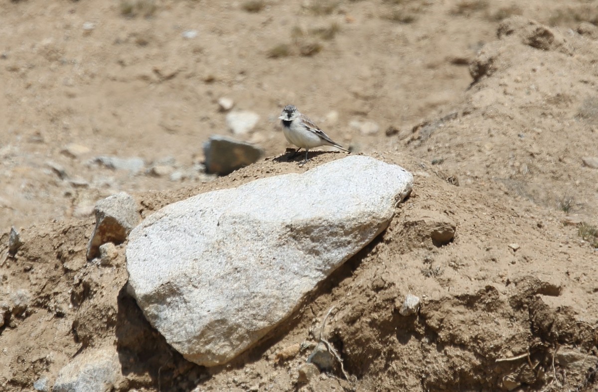 Black-winged Snowfinch - ML620132425