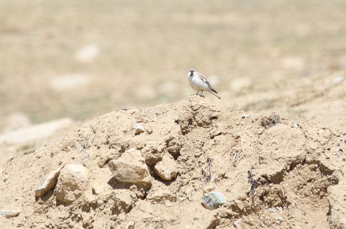 Black-winged Snowfinch - ML620132426