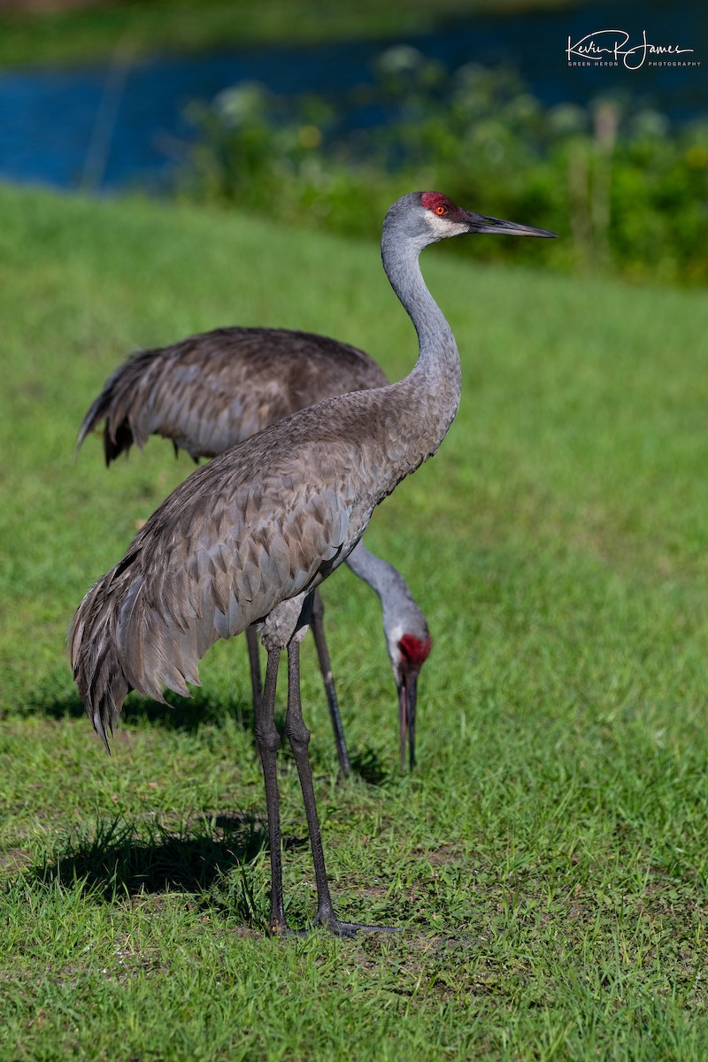 Sandhill Crane - ML620132431