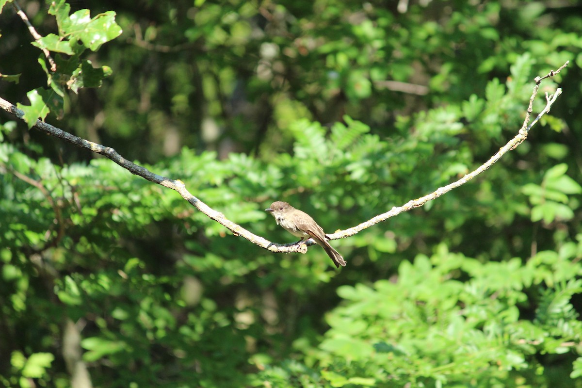 Eastern Phoebe - ML620132438