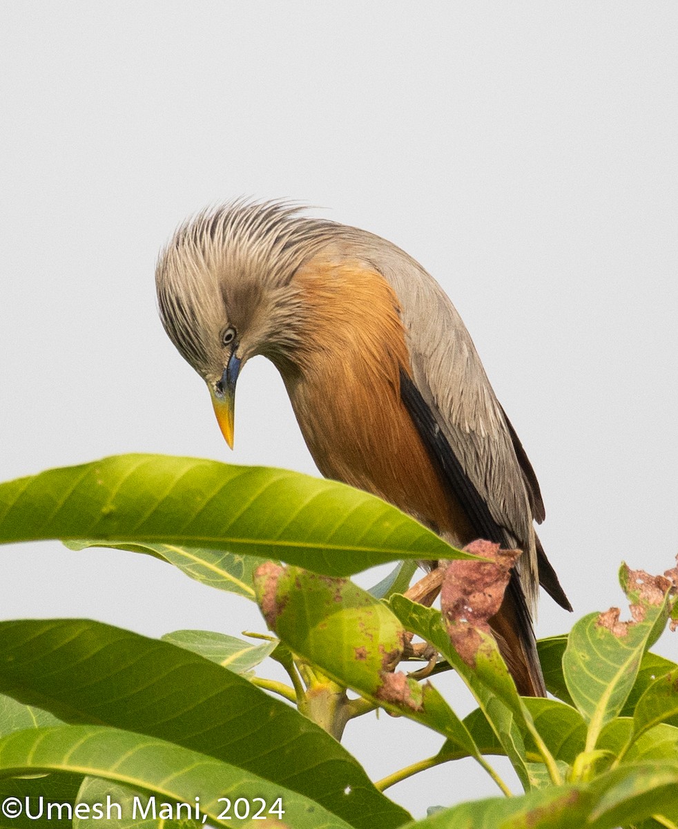 Chestnut-tailed Starling - ML620132442