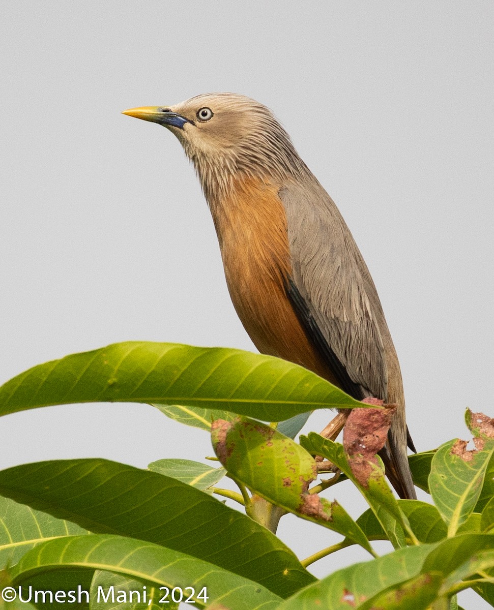 Chestnut-tailed Starling - ML620132443