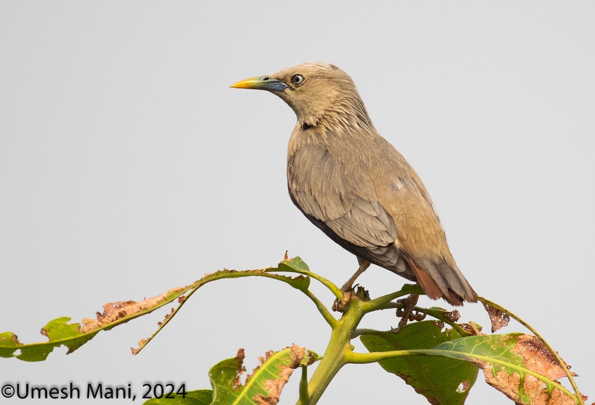 Chestnut-tailed Starling - ML620132444