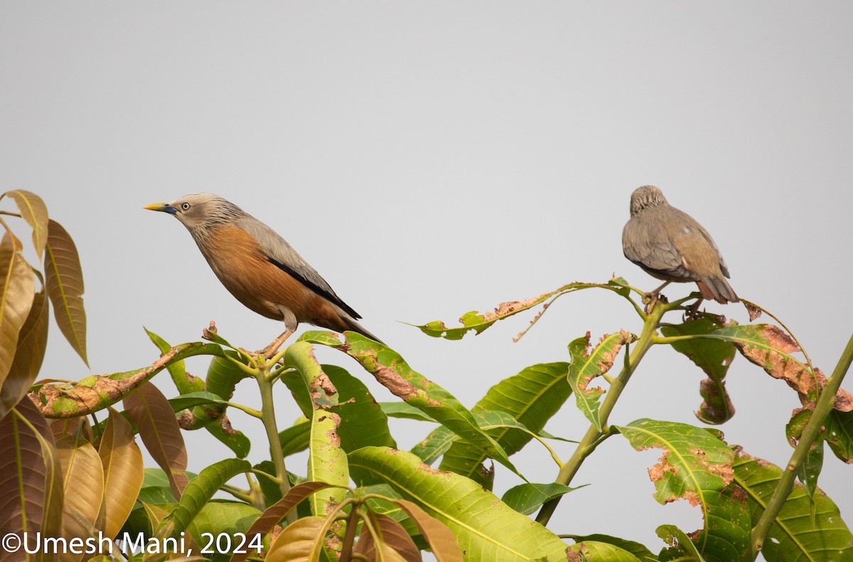 Chestnut-tailed Starling - ML620132446