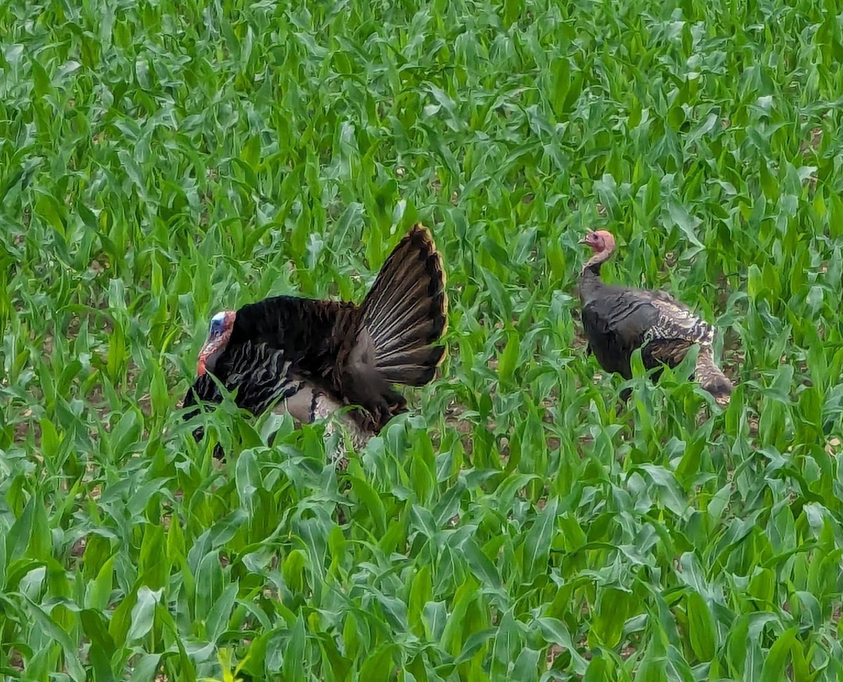 Guajolote Gallipavo - ML620132449