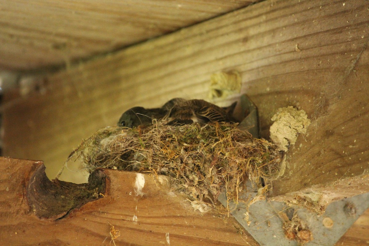 Eastern Phoebe - ML620132450