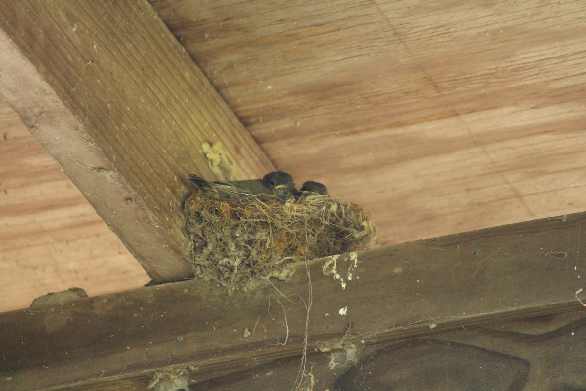 tyranovec domácí - ML620132452