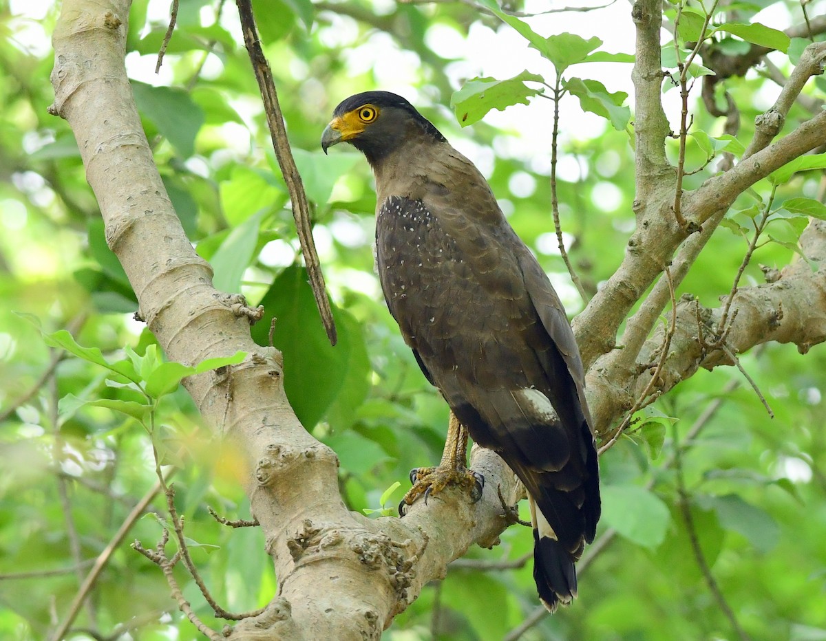Crested Serpent-Eagle - ML620132464