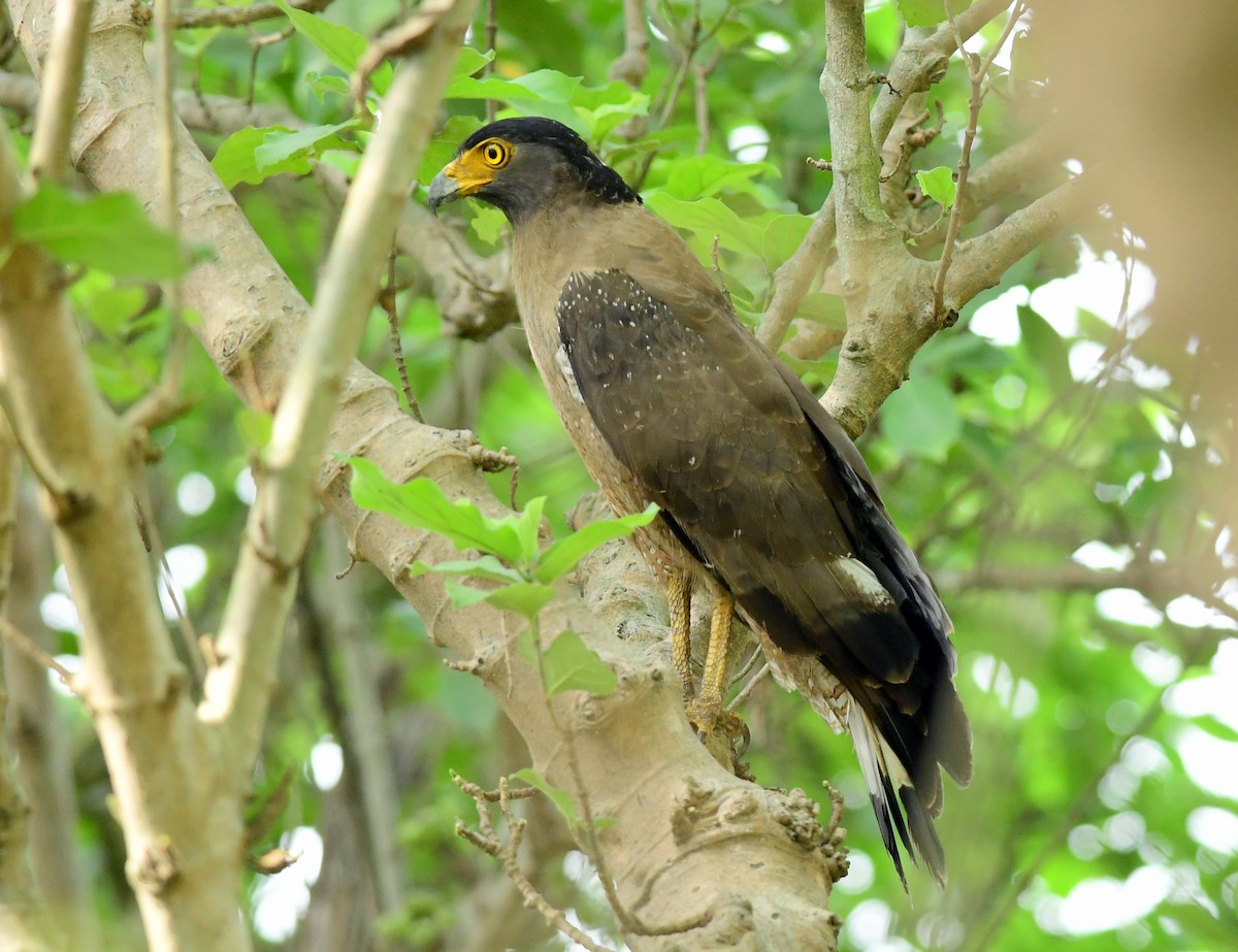 Crested Serpent-Eagle - ML620132465