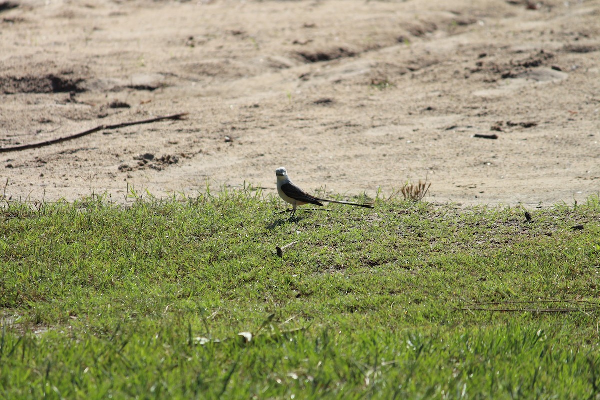 Scissor-tailed Flycatcher - ML620132466