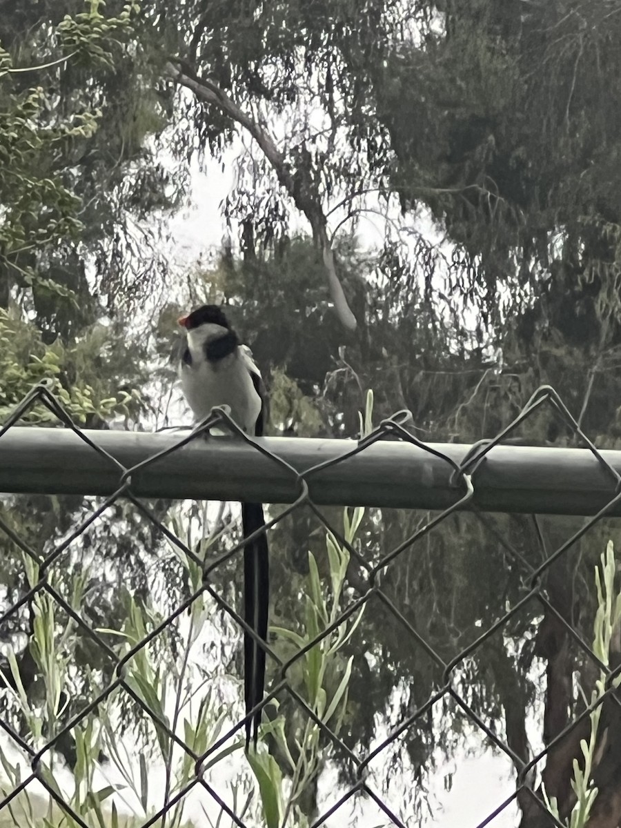 Pin-tailed Whydah - ML620132467