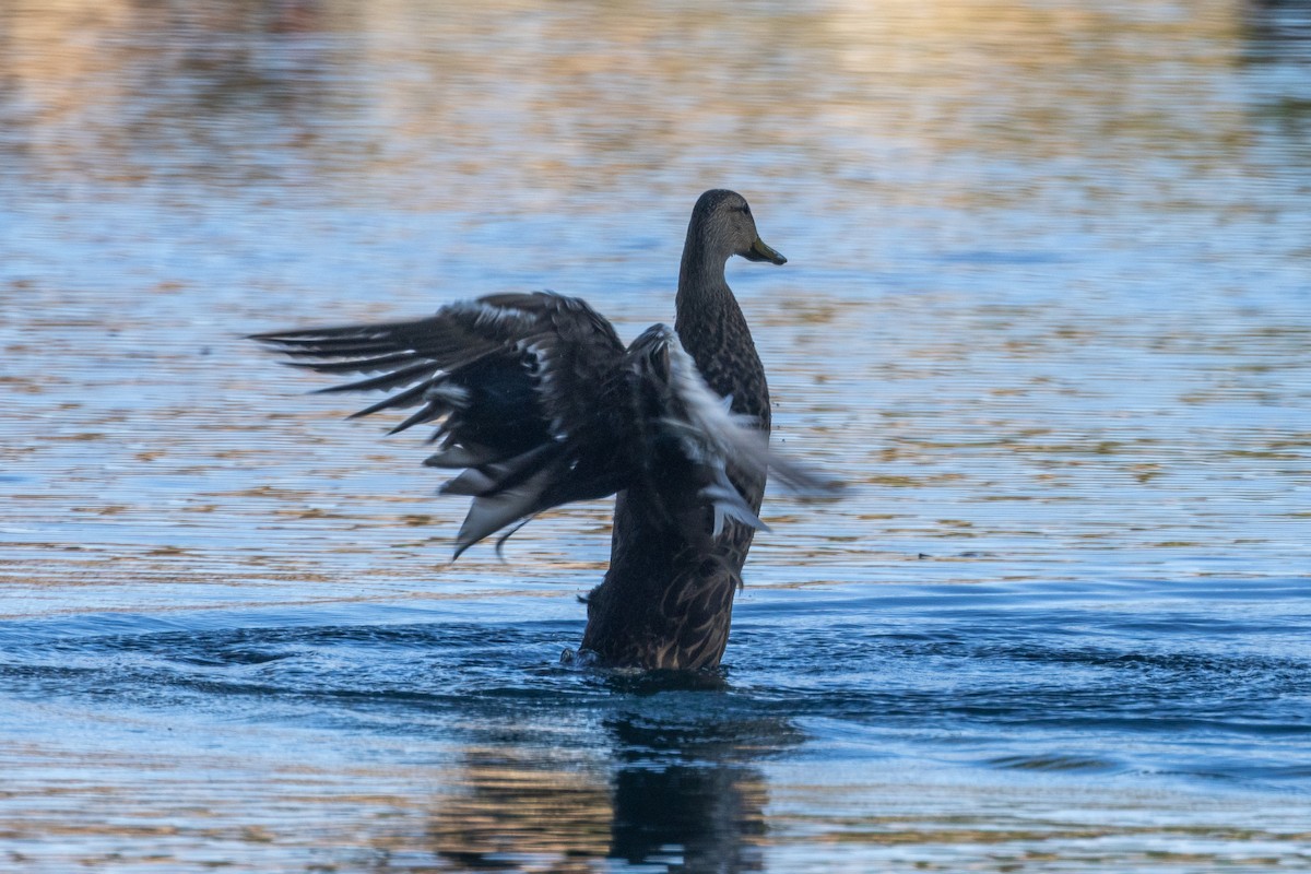 Mexican Duck - ML620132472