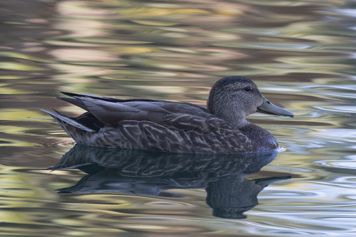 Mexican Duck - ML620132474