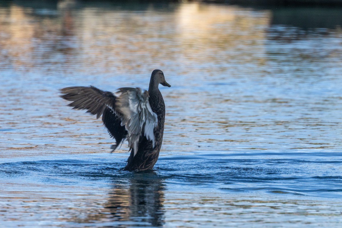 Canard du Mexique - ML620132475