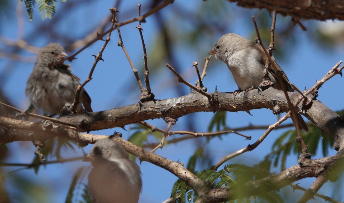 Southern Gray-headed Sparrow - ML620132476