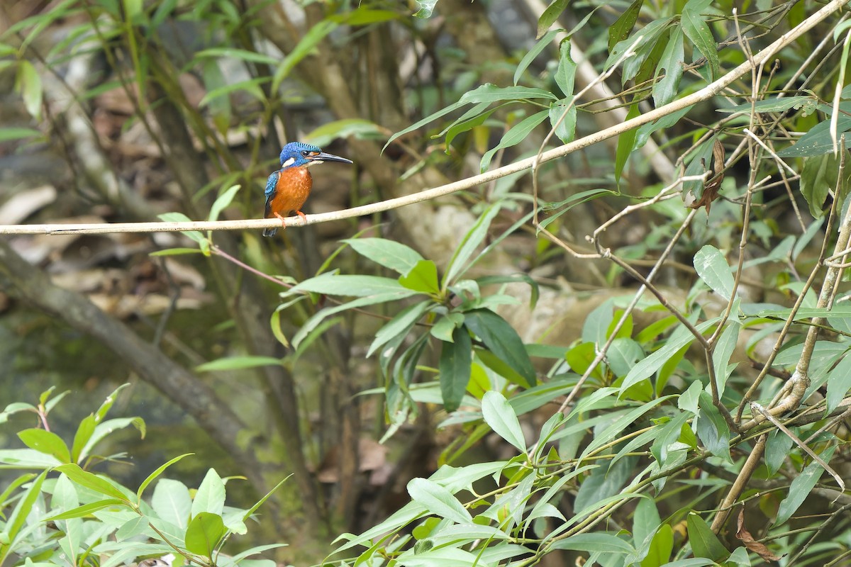 Blue-eared Kingfisher - ML620132488