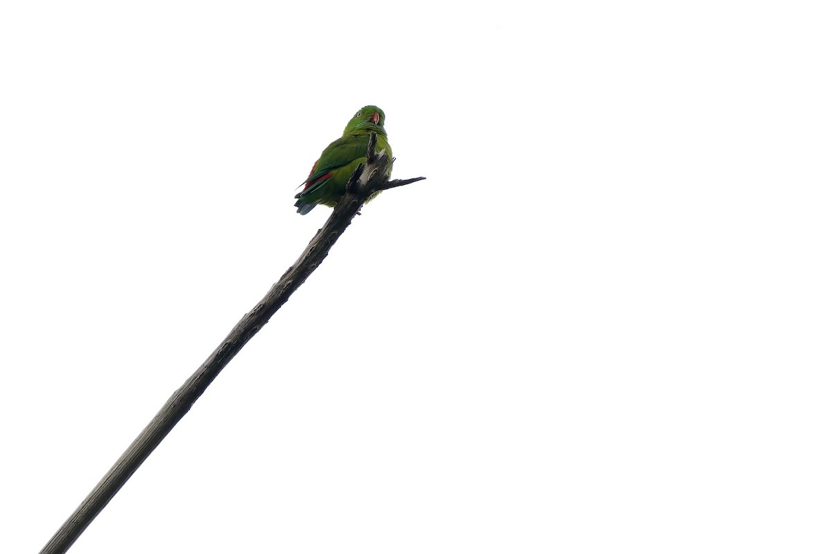 Vernal Hanging-Parrot - Sam Hambly