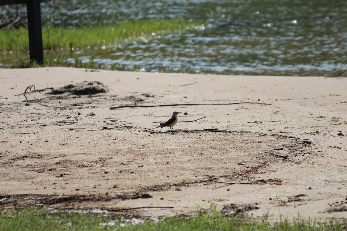 saksetyrann - ML620132496