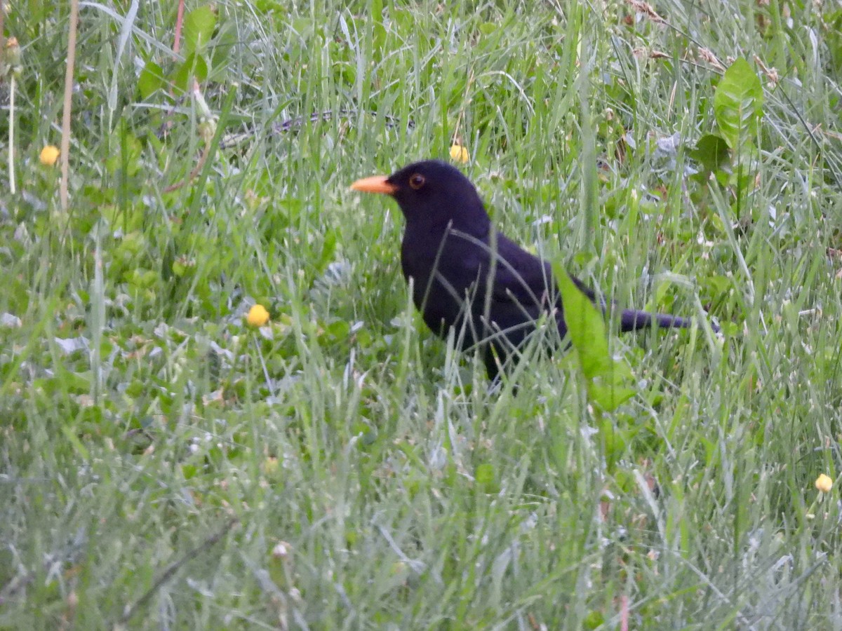 Eurasian Blackbird - ML620132497