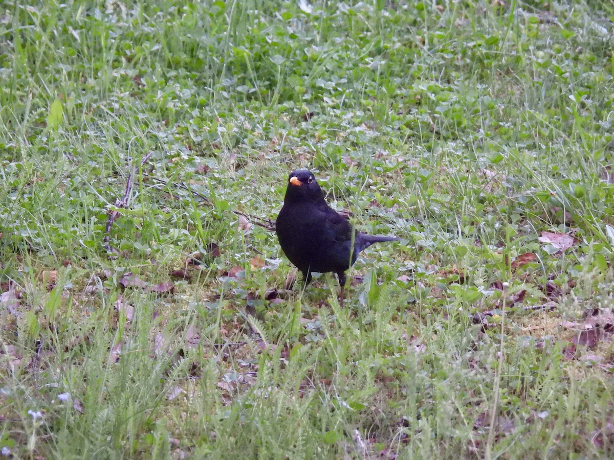 Eurasian Blackbird - ML620132498